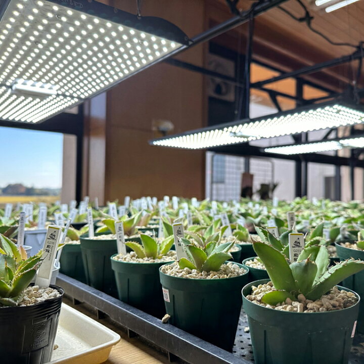 楽天市場】【ふるさと納税】あらゆる植物・野菜・果樹に使用できる広角 