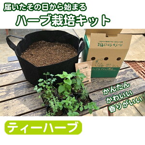 ハーブ 栽培セットの人気商品 通販 価格比較 価格 Com