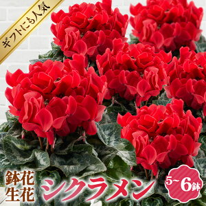 yӂ邳Ɣ[ŁzVN 5`6iԁEԁjmNo.125n