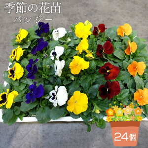 yӂ邳Ɣ[ŁzG߂̉ԕc pW[ 24ZbgmNo.046n^F̓~bNX ܂ 