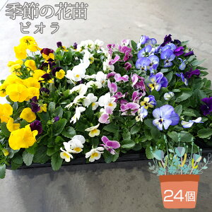 yӂ邳Ɣ[ŁzG߂̉ԕc rI 24ZbgmNo.047n^F̓~bNX ܂ 