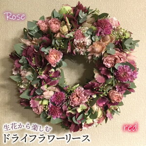 yӂ邳Ɣ[ŁzԂyރhCt[[XyozmNo.478n