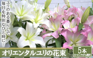 yӂ邳Ɣ[ŁzyYzIG^̉ԑy5{zEsNI@y11218-0532z  S ԑ  蕨 v[g Mtg ʌ [Js S̑