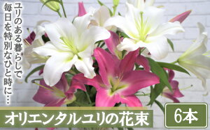 yӂ邳Ɣ[ŁzyYzIG^̉ԑy6{z@y11218-0533z  S ԑ  蕨 v[g Mtg ʌ [Js S̑