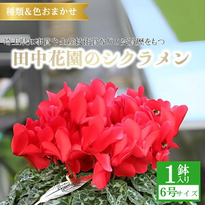 yӂ邳Ɣ[ŁzJSVN 6 | VN ԕc t[ Mtg G  K[fjO K[fjO  { CeA | i  A Ԓd Ă₷  c