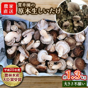 yӂ邳Ɣ[Łzy󂠂zYҒ! ш䉀̌ؐ TCY܂@1.3kgyzsnFzy1369008z