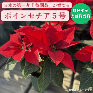 yӂ邳Ɣ[Łz{̑l҂Ă|CZ`A5y1672702z