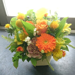 �y�ӂ邳�Ɣ[�Łz�y�����3�����z�G�߂̃J�W���A���t�����[�A�����W�����g