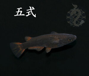 yӂ邳Ɣ[Łz0010-095 _Ju܎v1yA