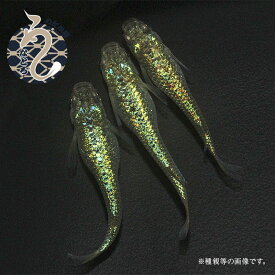 【ふるさと納税】0029-002～0080-005　メダカ「クレパトシアン」1ペア～3ペア