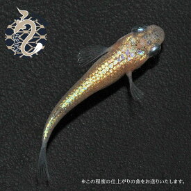 【ふるさと納税】0020-084～0050-017　メダカ「ヒミツヘイキ」1ペア～3ペア