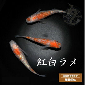 【ふるさと納税】0010-096 メダカ「紅白ラメ（Aクラス）」1ペア
