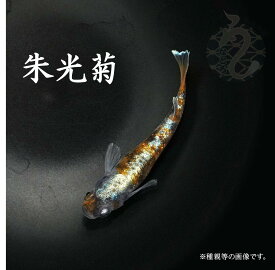 【ふるさと納税】0130-001 メダカ「朱光菊（Aクラス）」2ペア