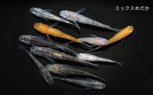 yӂ邳Ɣ[Łz0010-048@~bNX߂X^[^[Lbg