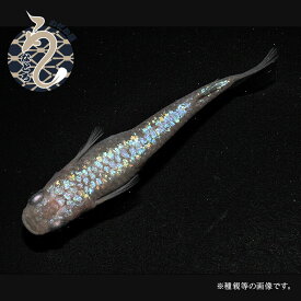 【ふるさと納税】0020-087～0050-020　メダカ「ピンクサファイア」1ペア～3ペア