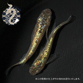 【ふるさと納税】0035-006～0100-007　メダカ「ラメ王風雅」1ペア～3ペア