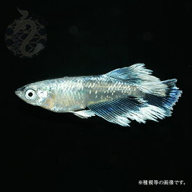 【ふるさと納税】0020-085～0050-018　メダカ「レーヴ（レーブ）」（1～3ペア）