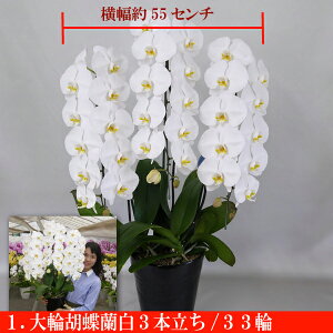 【ふるさと納税】0060‐001 大輪胡蝶蘭 白3本立ち 33輪クラス(ラッピング付)