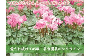 【ふるさと納税】0010‐026 芳香シクラメン(ピンク系 6号鉢)