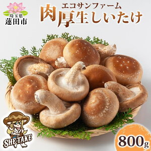 yӂ邳Ɣ[Łz800g (100g×8) ۏ   W[V[  H@ Y  O   ő VC^P ̂ wV[ GRTt@[ 