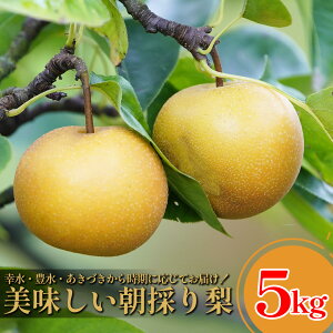 yӂ邳Ɣ[Łz@דcʎ@ƕi̗@5kg@y11246-0281z K L Â 3L`5L