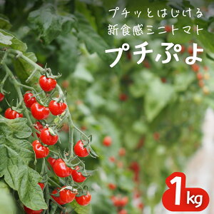 �y�ӂ邳�Ɣ[�Łz�v�`�Ղ� 1kg ��s�\�� 2026�N�Y �v�`�b�Ƃ͂�����V�H�� �~�j�g�}�g �v�`�Ղ�g�}�g ��ʌ��ɓޒ�