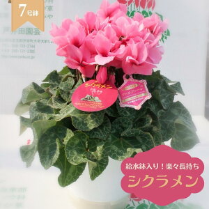 yӂ邳Ɣ[ŁzVN 6 7 VN_ƒ VN  ʌ ɓޒ ˈc|