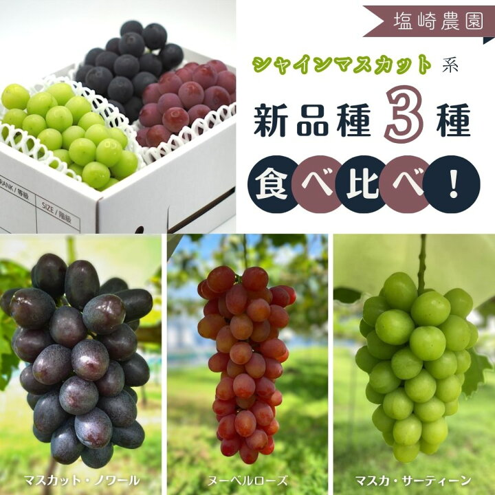 楽天市場】【ふるさと納税】シャインマスカット 系 新品種 3種 食べ  