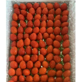 【ふるさと納税】【新品種べにたま】小粒でも1kg ついに解禁!!【配送不可地域：離島】【1602245】