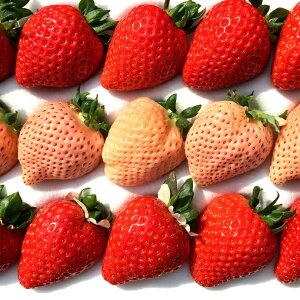 �y�ӂ邳�Ɣ[�Łz�g���������u���܂��i�ԁj�v�Ɓu�W��i���j�v 1�z�[���i12�`18������j