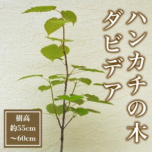 【ふるさと納税】幸せのハンカチの木 ダビデア 樹高55cm〜60cm(実生苗)