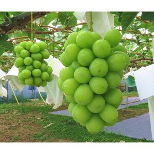 �y�ӂ邳�Ɣ[�Łz�y2026�N9�������z�y���I�z�V���C���}�X�J�b�g2kg�y�z���s�n��F�����z�y1204342�z