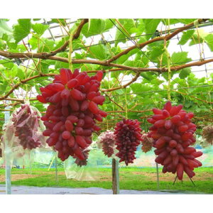 �y�ӂ邳�Ɣ[�Łz�y2026�N8�����{�ȍ~�����z�y���I�z�����ԎR���r�[(�Ԃǂ�)�@2kg�y�z���s�n��F�����z�y1204343�z