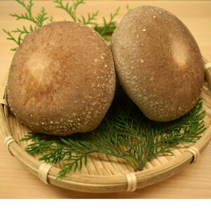 【ふるさと納税】極峯椎茸(きょくほうしいたけ)〜小さな里の大きなきのこ〜【配送不可地域:離島】【1538089】