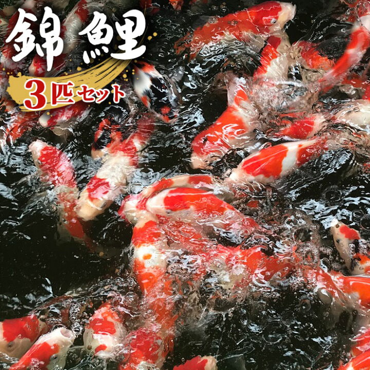 楽天市場】【ふるさと納税】 錦鯉（ニシキゴイ） 3匹セット（15cm