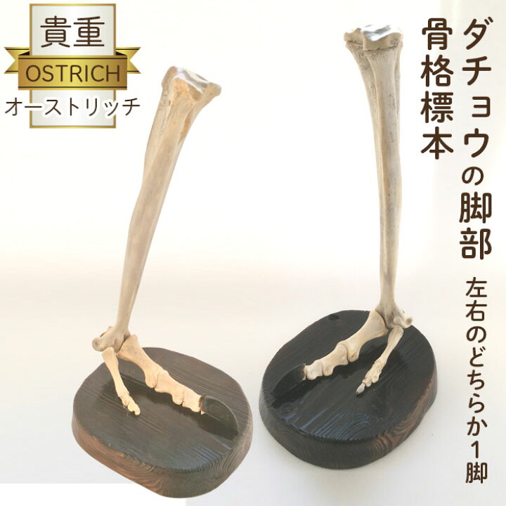 楽天市場】【ふるさと納税】 オーストリッチ脚部骨格標本 ／ ダチョウ 