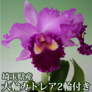 �y�ӂ邳�Ɣ[�Łz ��ʌ��Y��փJ�g���A2�֕t���i�s���N�n�E���ϔ����j �^ �ԑ� �؂₩ ���� �������� ��ʌ� No.160