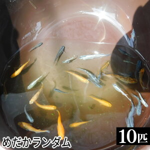 yӂ邳Ɣ[Łz ߂_ ^ _J   ʌ No.199