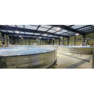 yӂ邳Ɣ[ŁzYȂ{Bv~ǍR[Xy1676146z