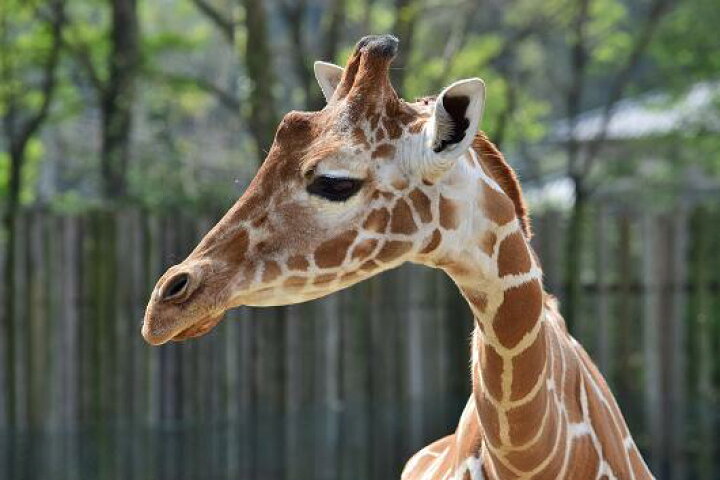 楽天市場 ふるさと納税 東武動物公園 入場券 のりもの券10枚綴り ペア 埼玉県宮代町 ふるさと納税