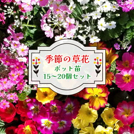 【ふるさと納税】季節の草花 詰め合わせ ポット苗＜15〜20個＞｜花苗 ポット苗 宿根草 多年草 一年草 園芸 ガーデニング 菜花村 埼玉県 杉戸町