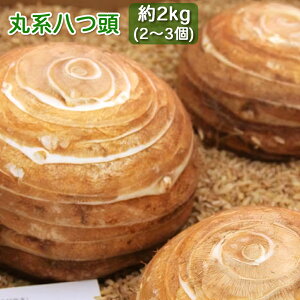 yӂ邳Ɣ[ŁzیniTgC̈j2kg 2`3 ނȒP zNzNH ̂Ɂy2025N12{ȍ~zz [0200]