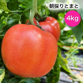 【ふるさと納税】朝採りとまと 4kg｜新鮮 産直 農家 直送 トマト 野菜 埼玉 杉戸 [0204]