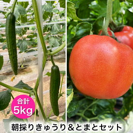 【ふるさと納税】朝採りきゅうり＆とまとセット｜新鮮 産直 農家 直送 トマト キュウリ 野菜 埼玉 杉戸 [0205]