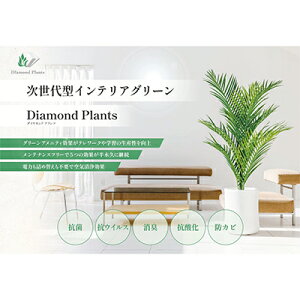 yӂ邳Ɣ[Łz^CeAO[@DiamondPlants@ShortyrO Qz im_Ch G} R[eBO R REBX L hJr R_p A