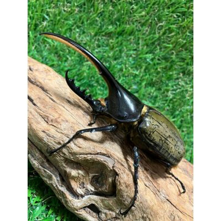 楽天市場】【ふるさと納税】ヘラクレスオオカブト成虫ペア（♂130mm  