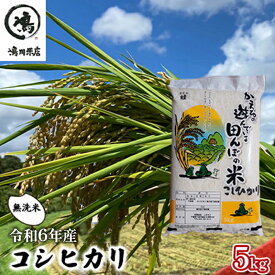 【ふるさと納税】コシヒカリ 乾式無洗米 5kg 令和5年産　【 お米 精米 ご飯 コシヒカリ 美味しい 粘り つやつや 甘み 】　お届け：2023年8月中旬～2024年8月下旬まで