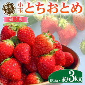 【ふるさと納税】 いちご 約1kg-約3kg とちおとめ 小玉 250g × 4パック こだわり 新鮮 朝摘み 朝採り 産直 産地直送 安心安全 果物 フルーツ くだもの ギフト プレゼント 贈物 贈答 苺 ヨーグルト スムージー ふるさと納税 ふるさと納税苺 千葉県 銚子市 神原いちご園