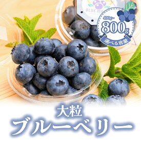 【ふるさと納税】 （先行予約） フレッシュ 大粒ブルーベリー 400 g（100g×4パック） ふるさと納税 ブルーベリー 大粒 特大 フルーツ 果物 くだもの ジャム ヨーグルト チーズケーキ 銚子産 千葉県 銚子 AGRIMOVADO アグリモバード 4月下旬から5月末頃まで発送