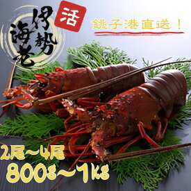 【ふるさと納税】 活 伊勢海老 数量限定 約800g〜1kg 天然 銚子港水揚げ イセエビ 海老 えび 刺身 ボイル アウトドア エビフライ 人気 高級 おススメ 新鮮 海鮮 贈答 ギフト お取り寄せ グルメ お祝い 千葉県 銚子市 網中昭商店 発送時期：【2026年8月上旬〜10月上旬頃】